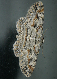 Brown-shaded Gray Brown-shaded Gray